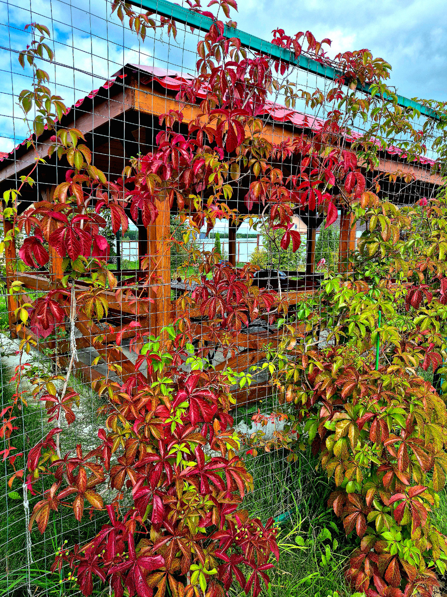 Легкое дыхание осени. Девичий виноград