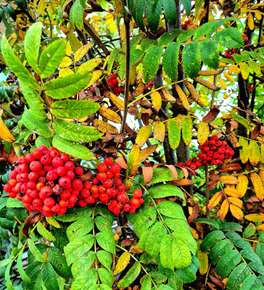 «В саду горит костер рябины красной….» В этом году у нас, в Подмосковье, очень много рябины. Вероятно, зима будет снежной и морозной