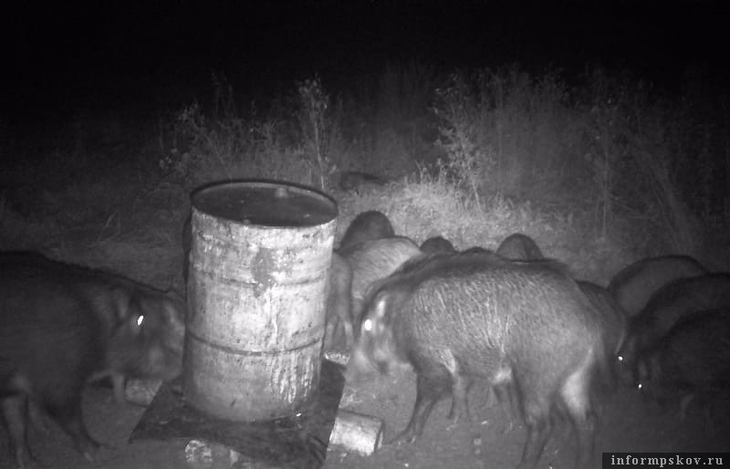 Фото: «Гдовская заря»