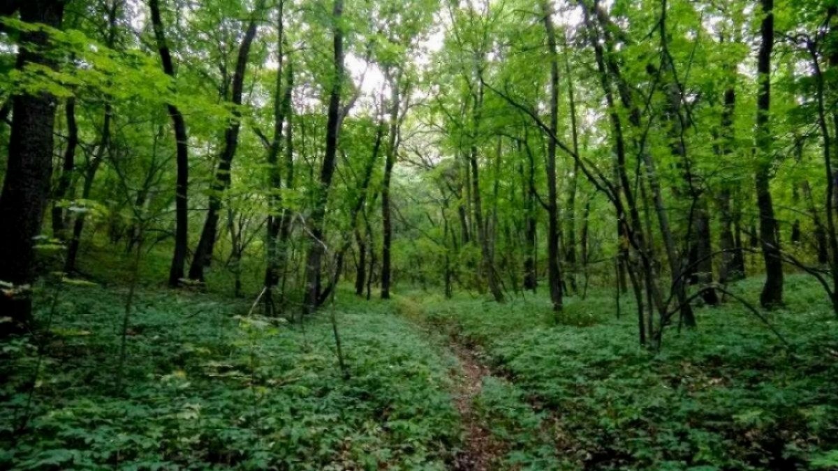    Мэр Исаев анонсировал появление экотропы на Кумысной полянеНовости Саратова и области – Сетевое издание «Репортер64»