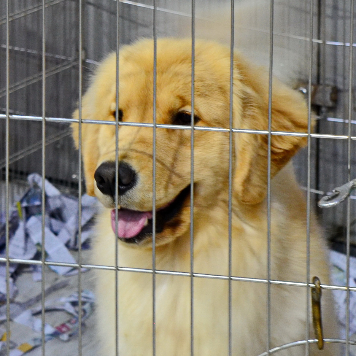 Щенок золотистого ретривера в клетке. Фото из личного архива