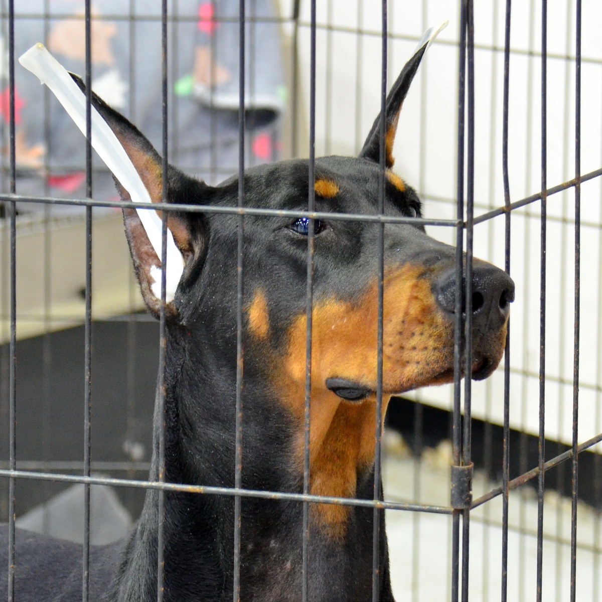 Молодой доберман в клетке. Фото из личного архива