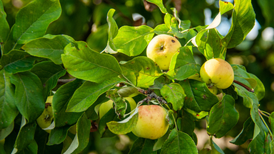    Svetlana Vozmilova/Globallookpress