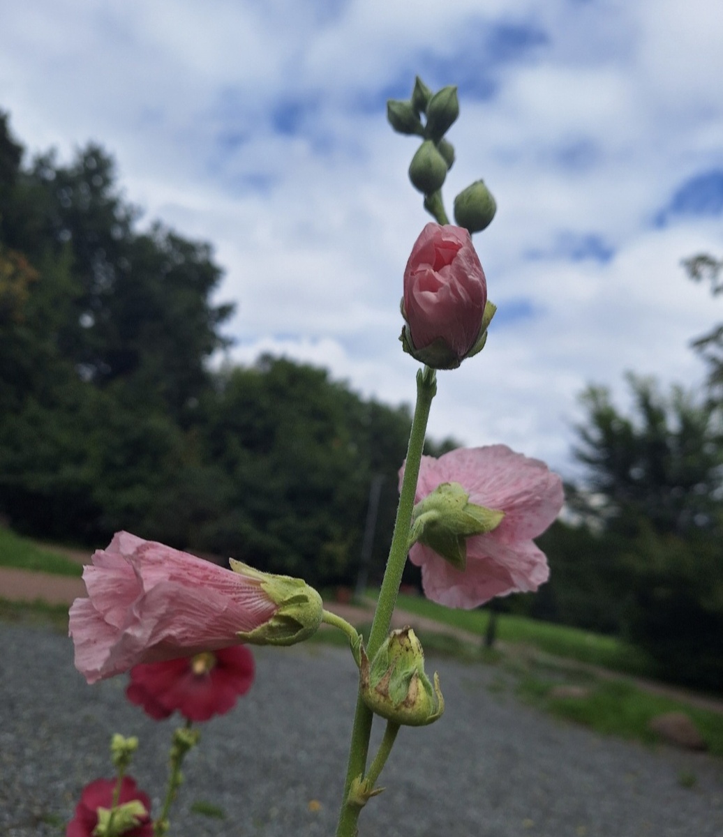 Фото - собственность автора канала "ТАК НАДО".