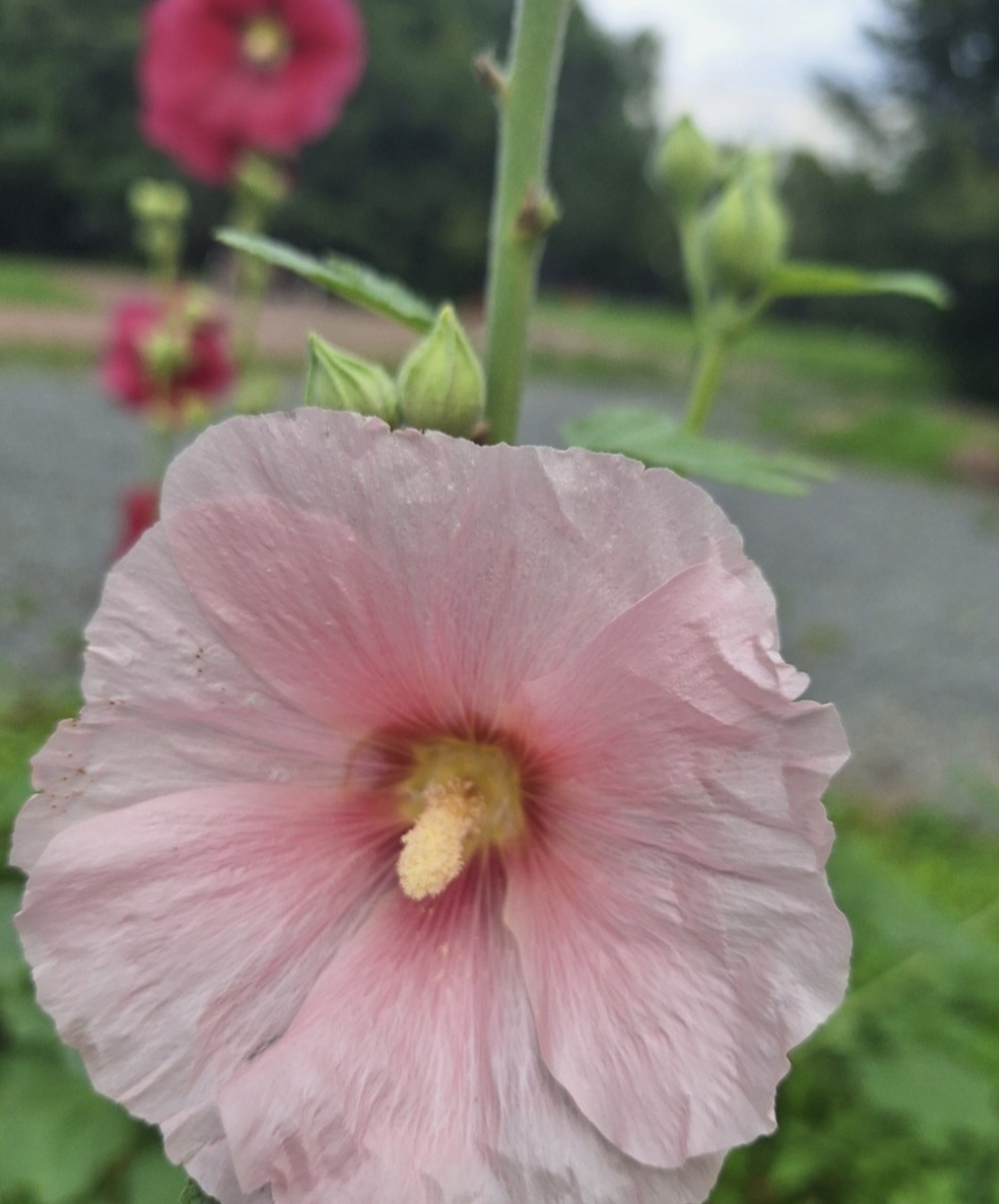 Фото - собственность автора канала "ТАК НАДО".