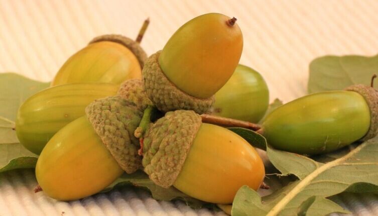    Скромные герои осени: чем полезны орехи и желуди? Фото: по лицензии CC0 Pxhere.com