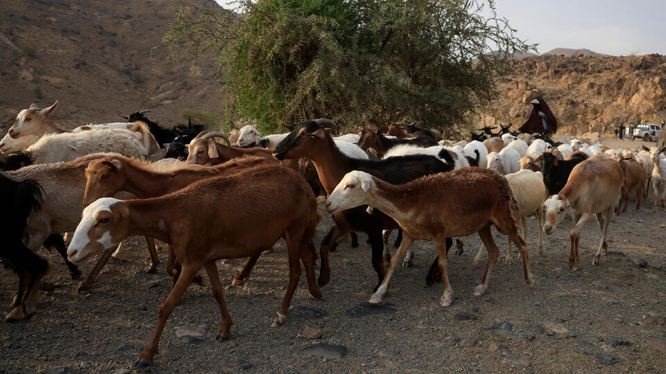 Фото: © YAHYA ARHAB/EPA/TASS