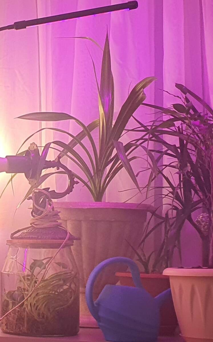 Одно из первых фото. Лучше нет. Как видим, он небольшой, в отличии от горшка)) Но другого не было. Теперь у него  у самого детки))