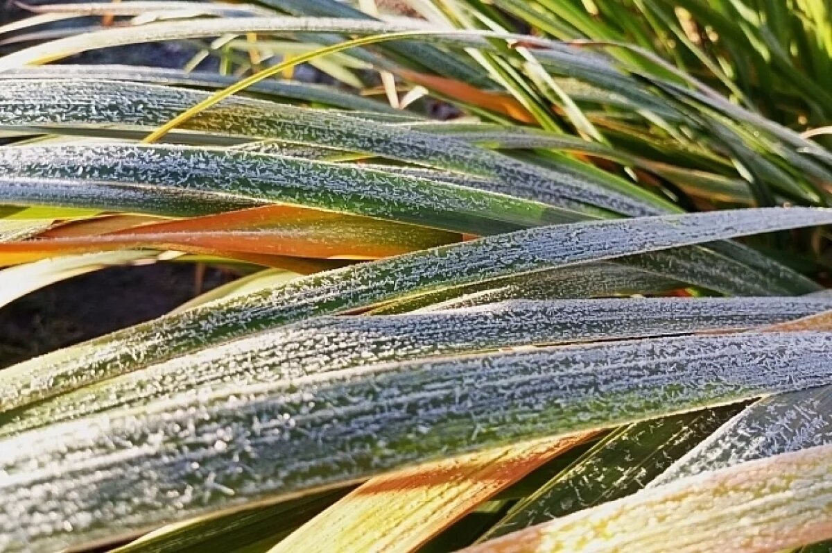    Агроном рассказал новосибирцам, как защитить огород от заморозков