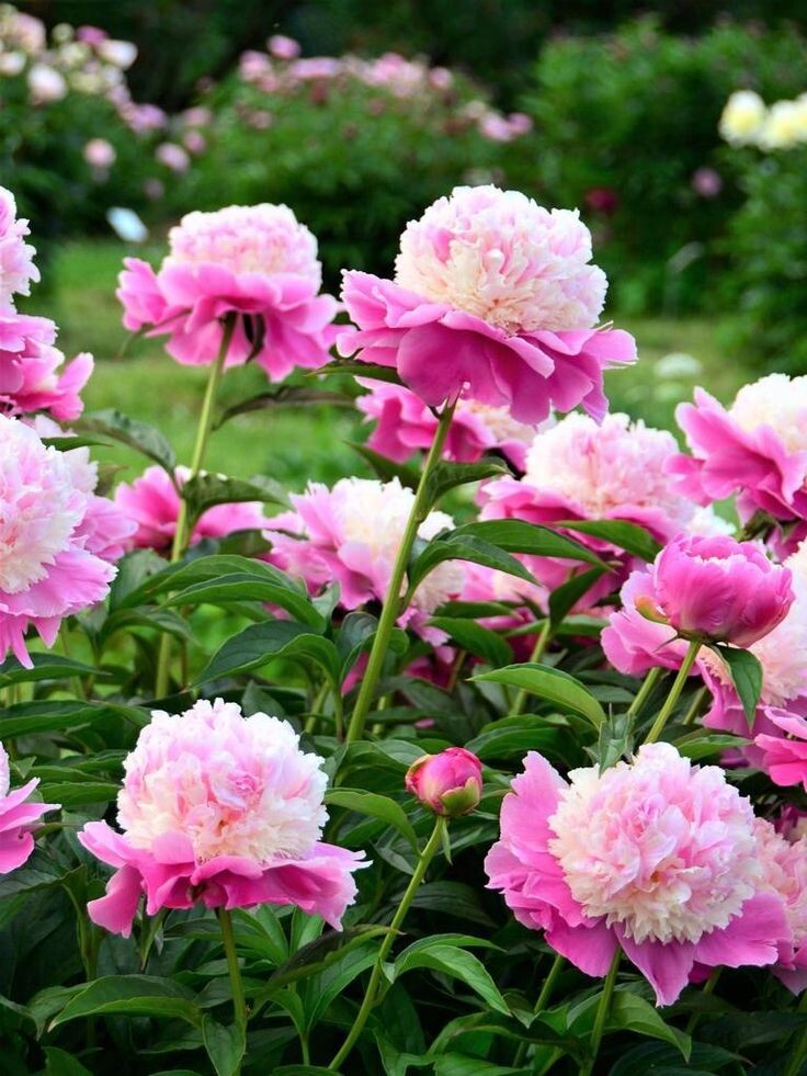 👉 Утепление (мульча, лапник) может понадобиться только для молодых пионов в первый год после посадки или если зима совсем малоснежная.