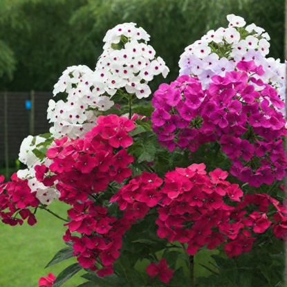 👉 В целом, флоксы относятся к «беззаботным» цветам: их не нужно выкапывать и можно не утеплять — весной они быстро отрастают.