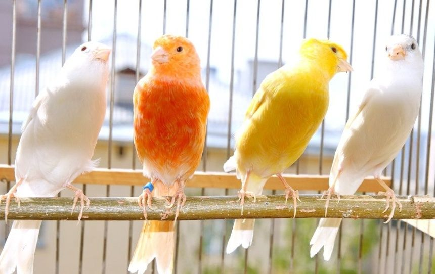 Канарейки, фото из интернета