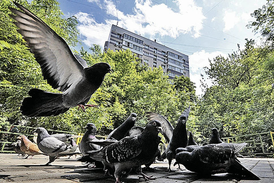 Голуби, фото из интернета.