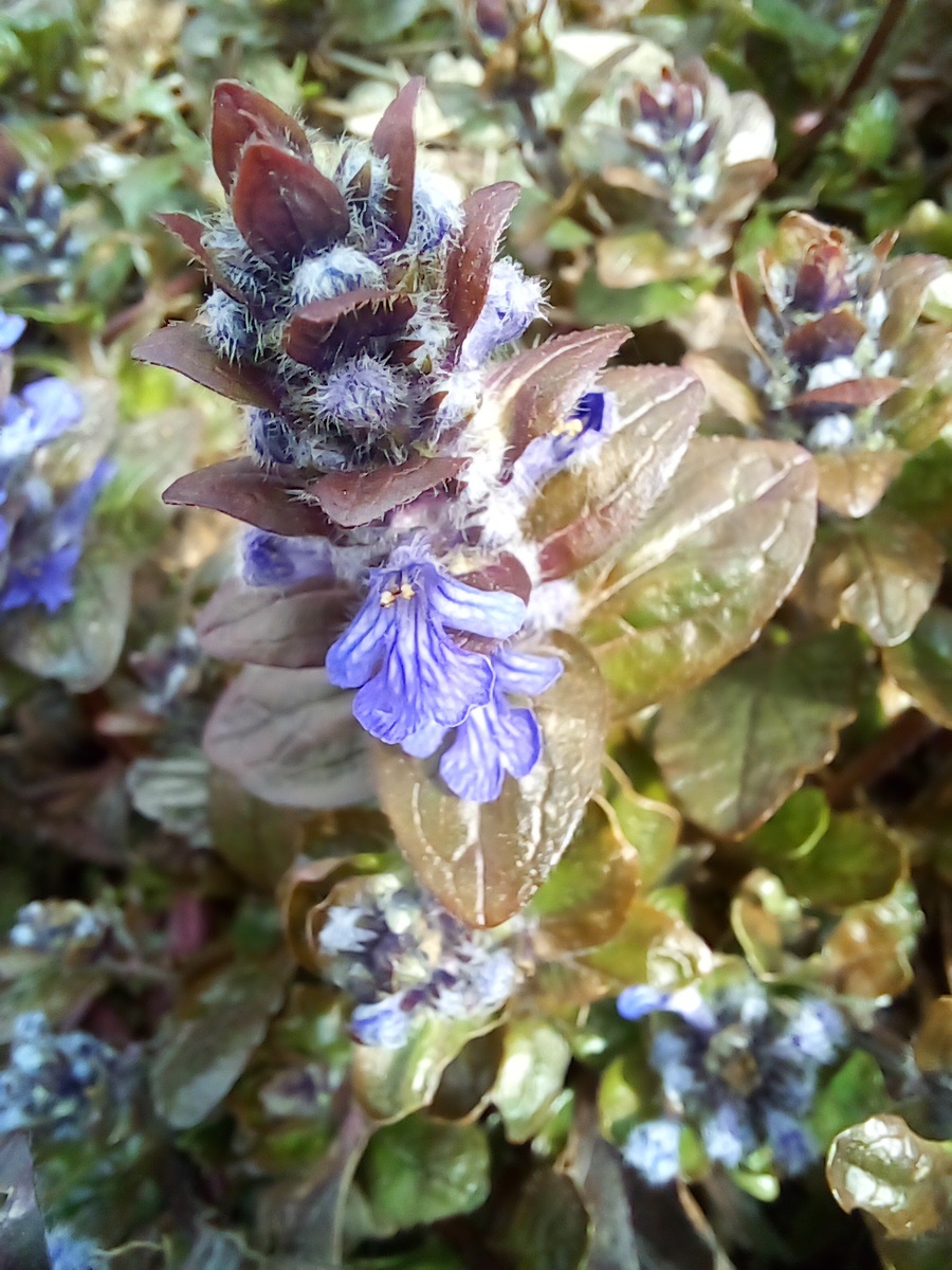 Живучка ползучая, семейство Яснотковые © Copyright: Ориби Камм Пирр