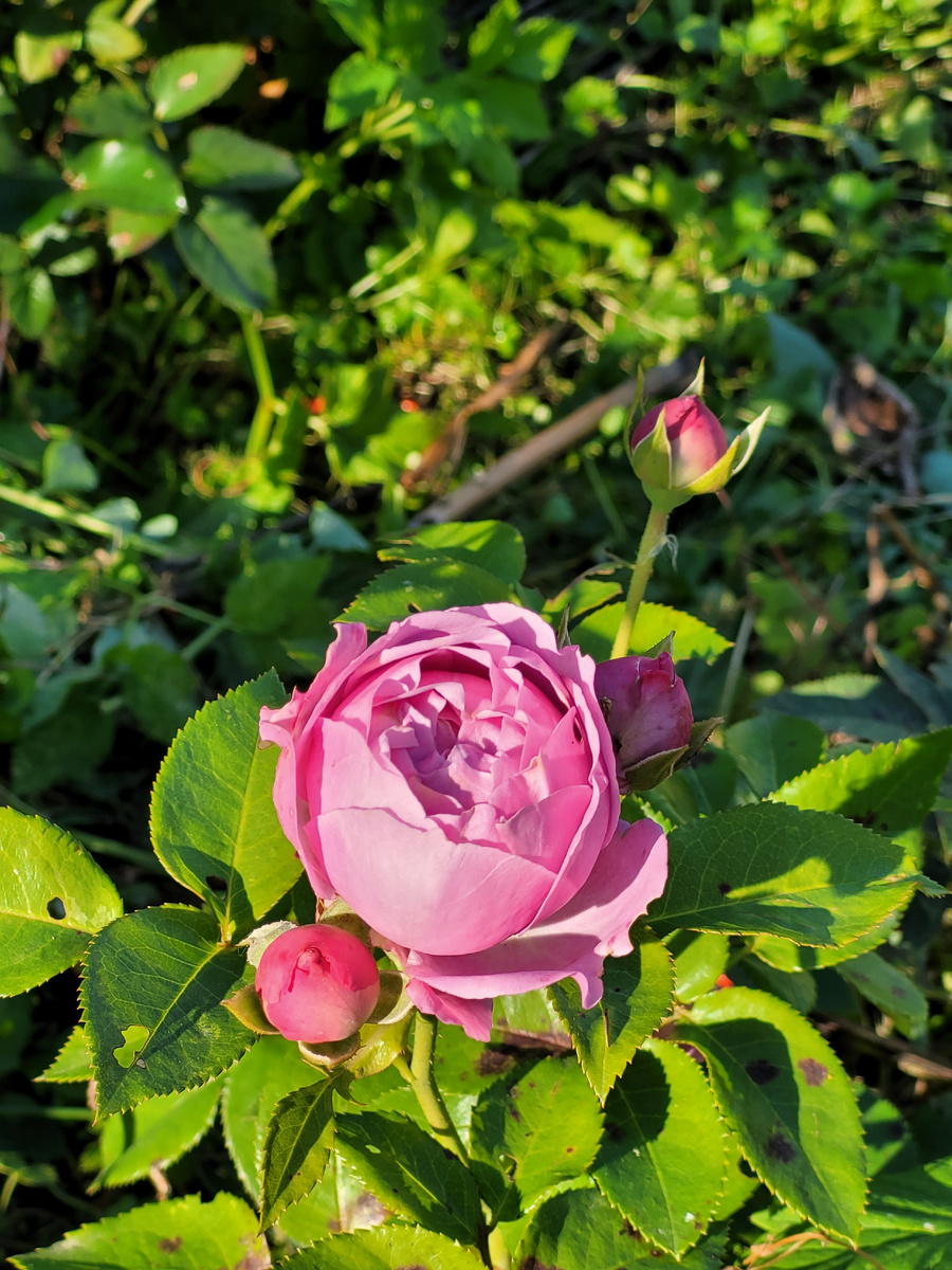 Розовая розочка