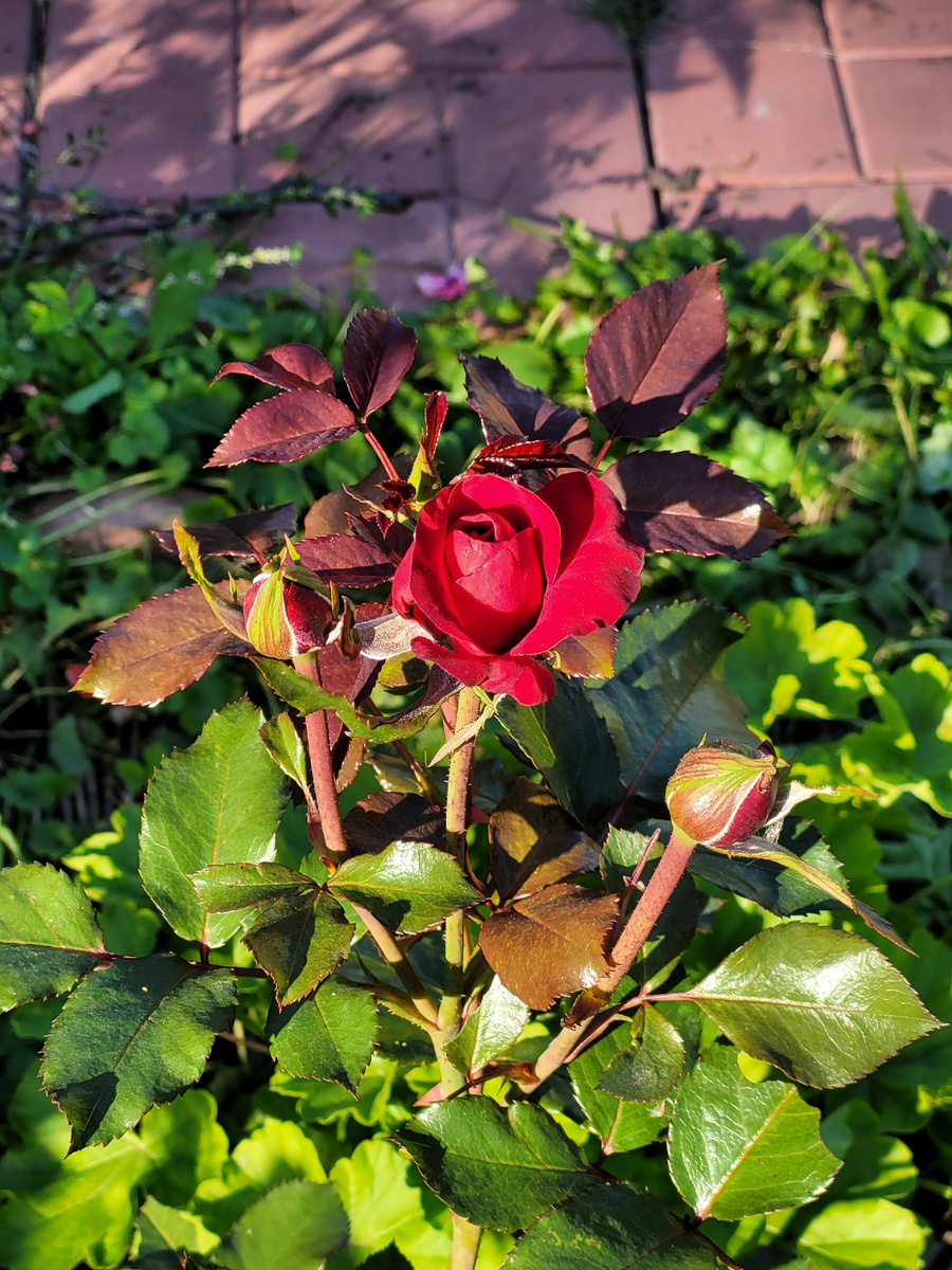 Красная розочка