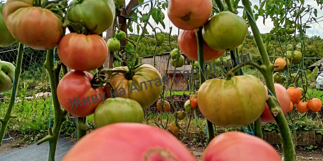 Томаты из каталога на 2026 год