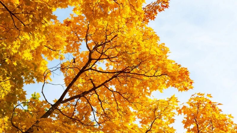     Бабье лето в Барнауле. altapress.ru