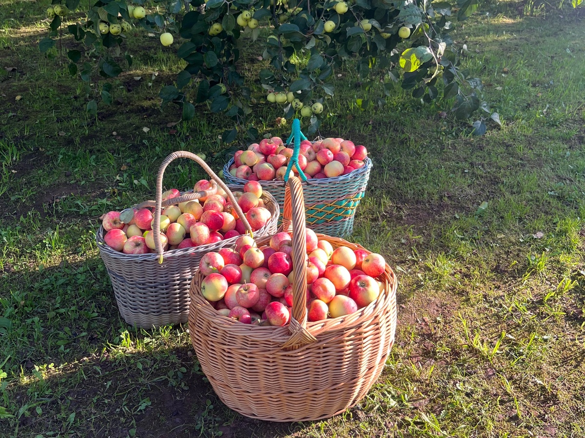    Гнилые яблоки не выбрасываем — используем на участке правильно: 3 лайфхака