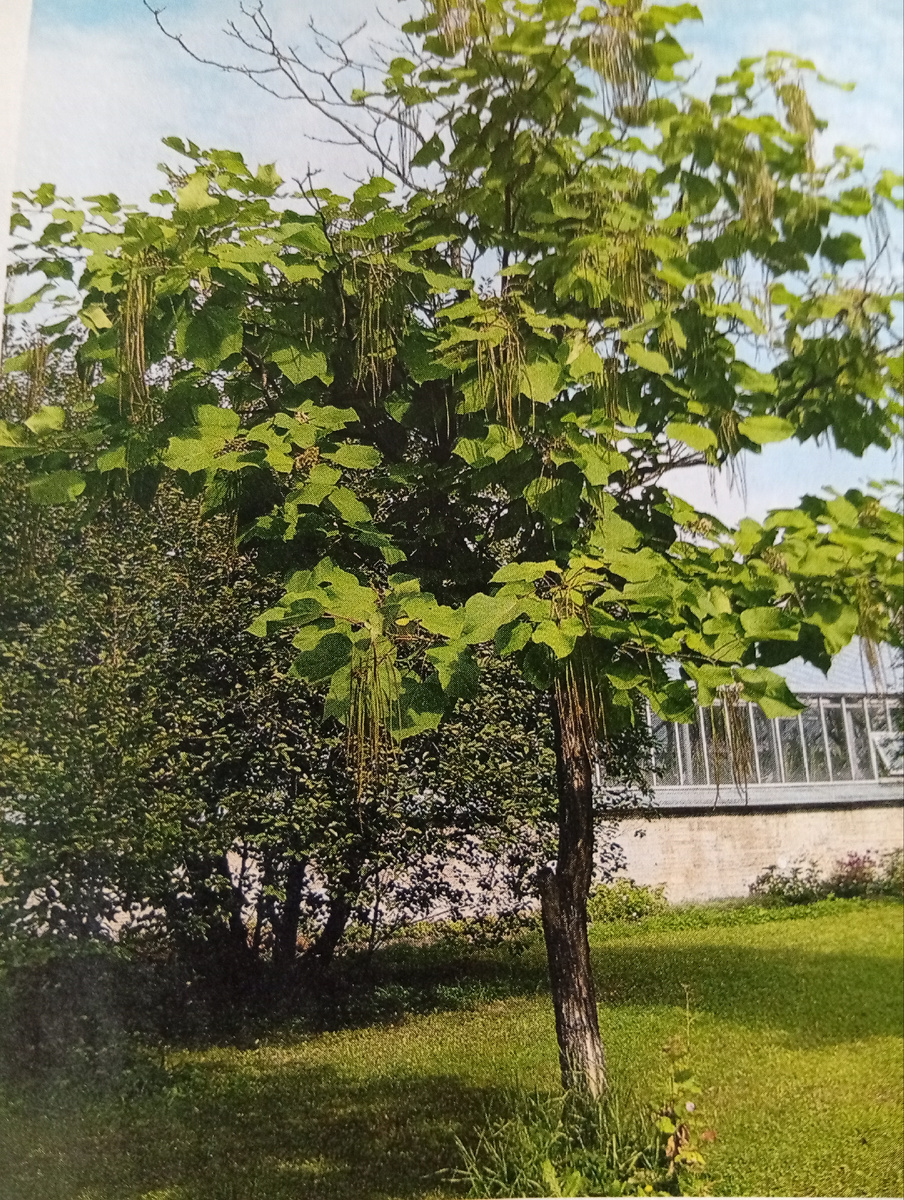 Фото из журнала. Катальпа.