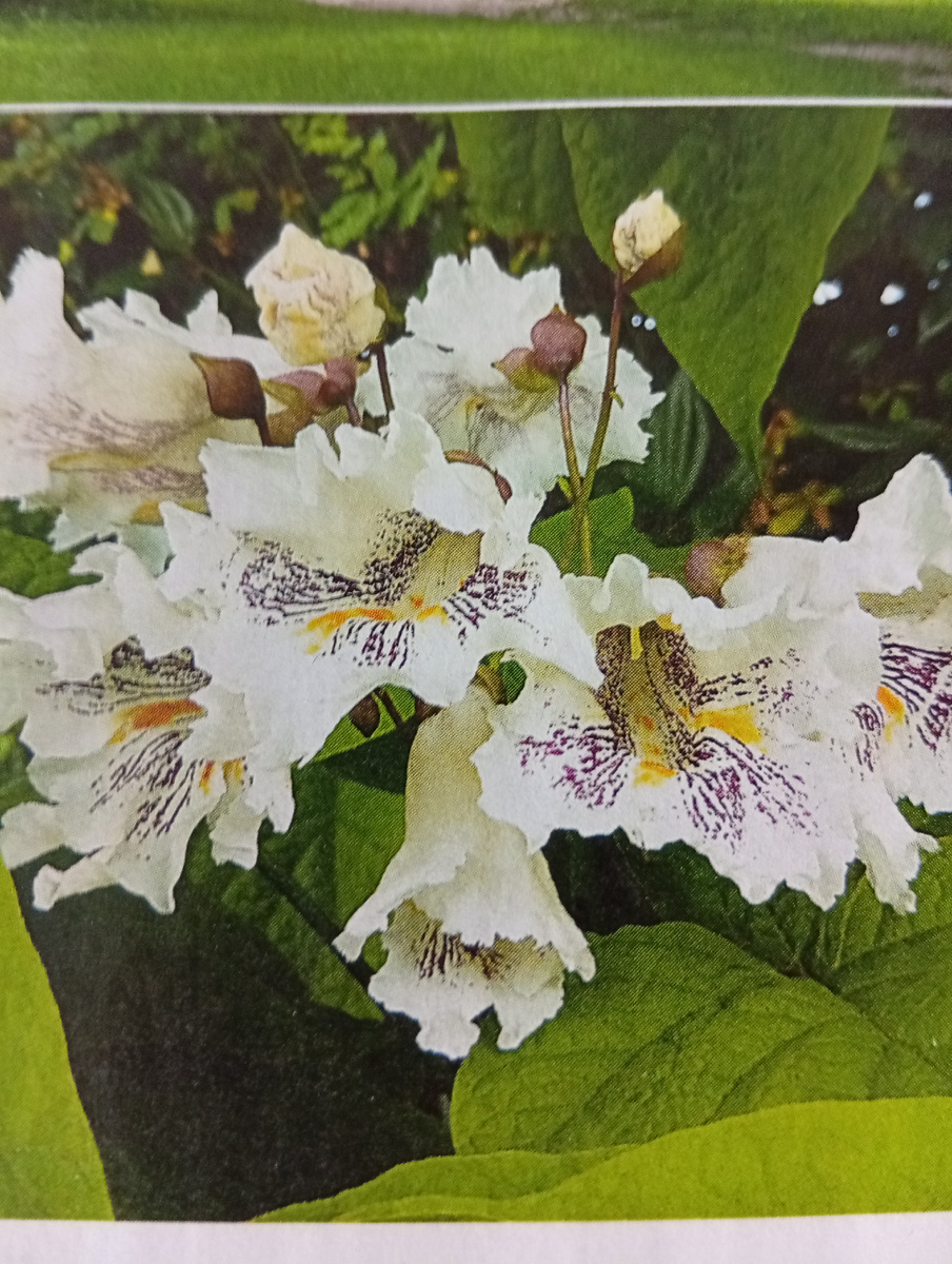 Фото из журнала. Цветёт Катальпа.