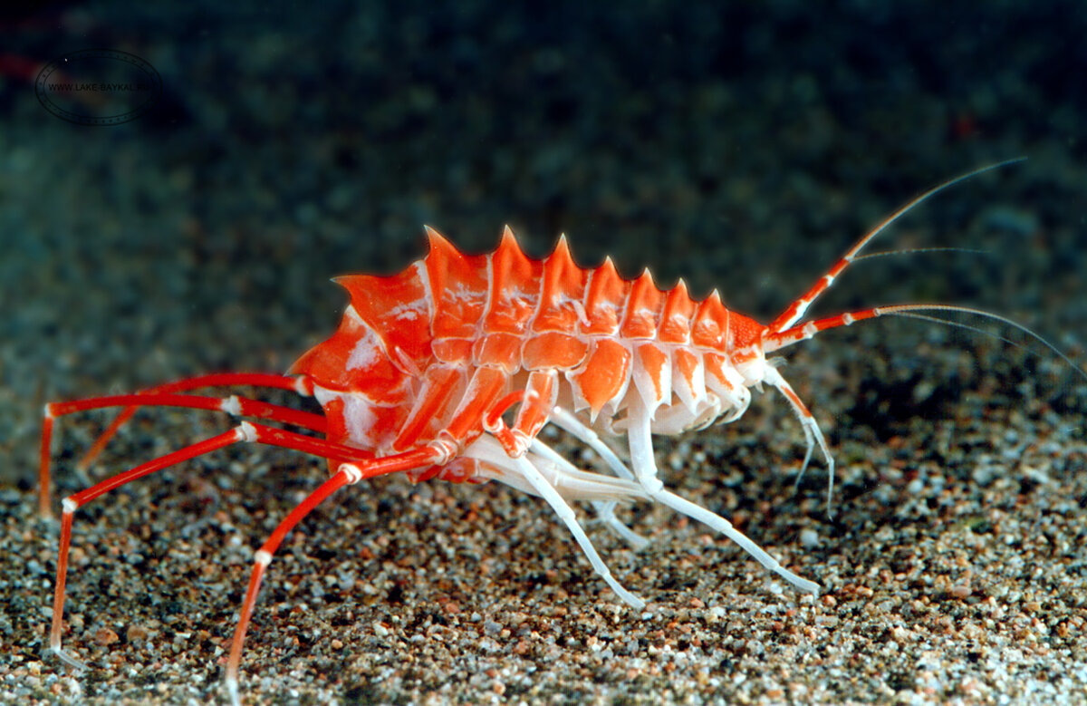 Рачок эпишура