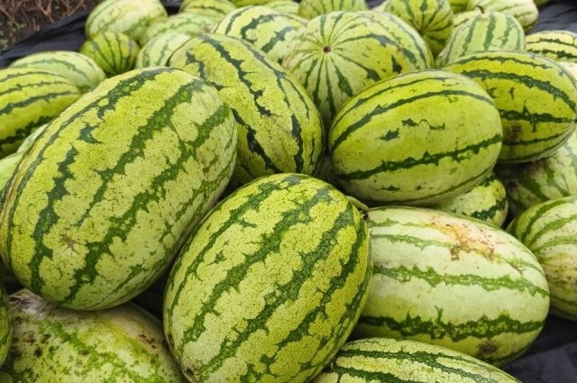    Сбор Сибирской ягоды. Фото: Из личного архивa/ семья Велиткевич