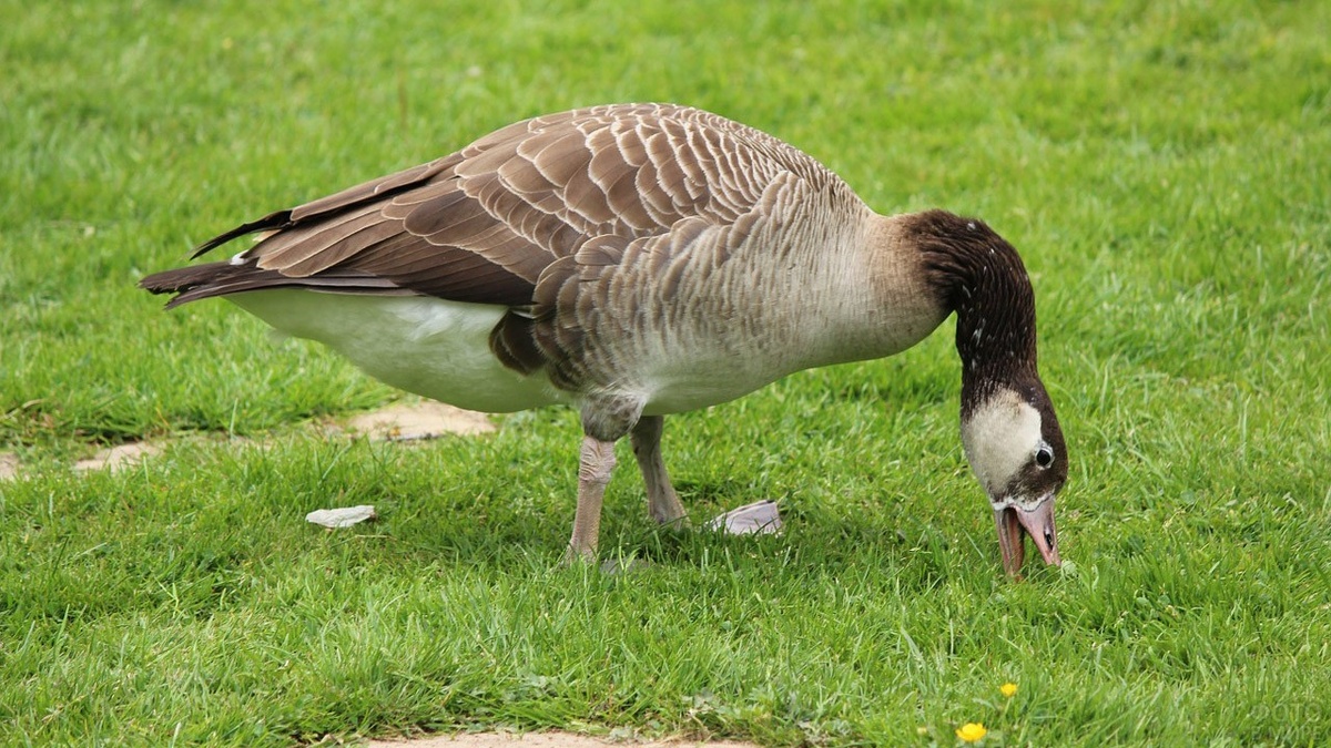 Гусь питается очень разнообразно.Птица поедает большое количество зелени.