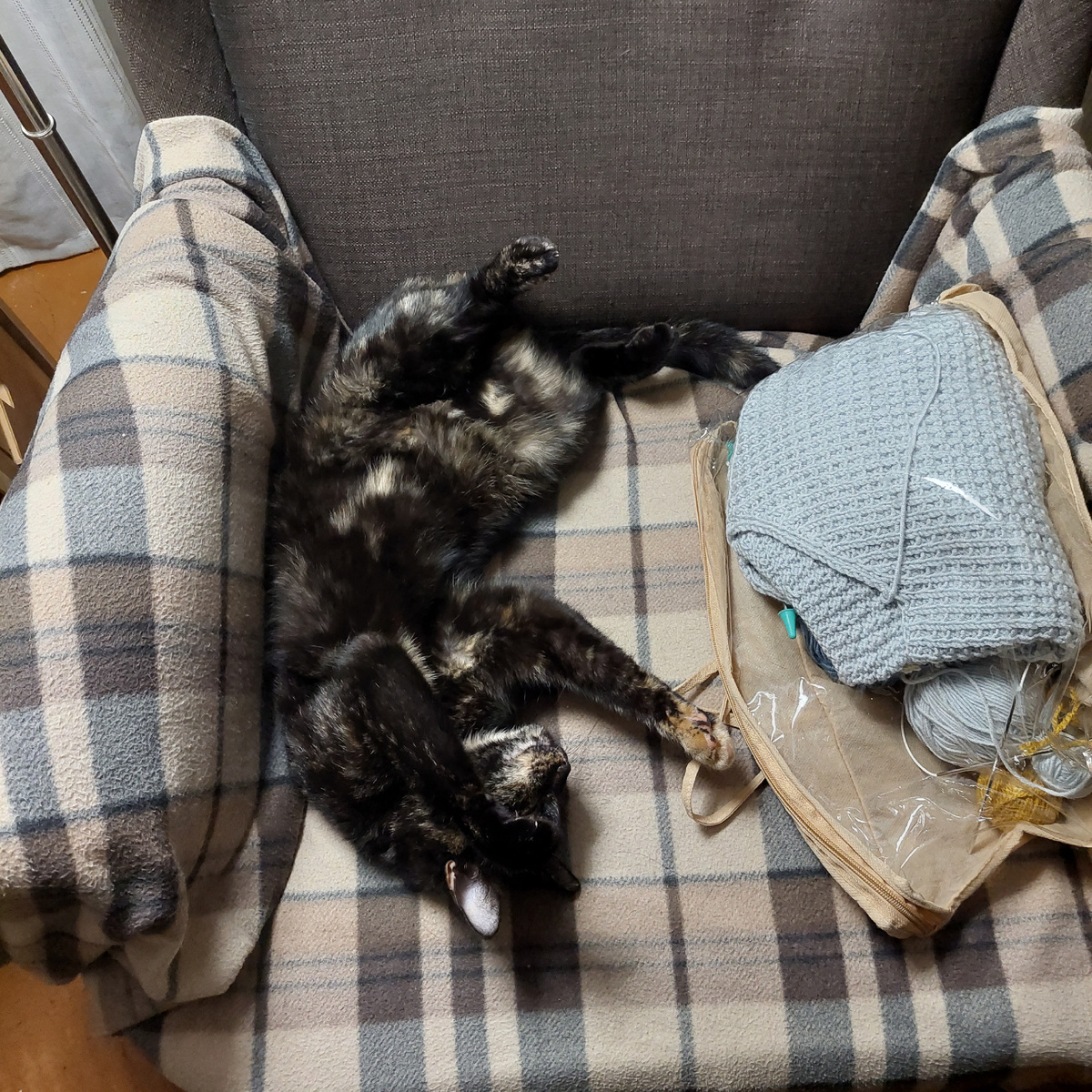 Лизок на чиле.