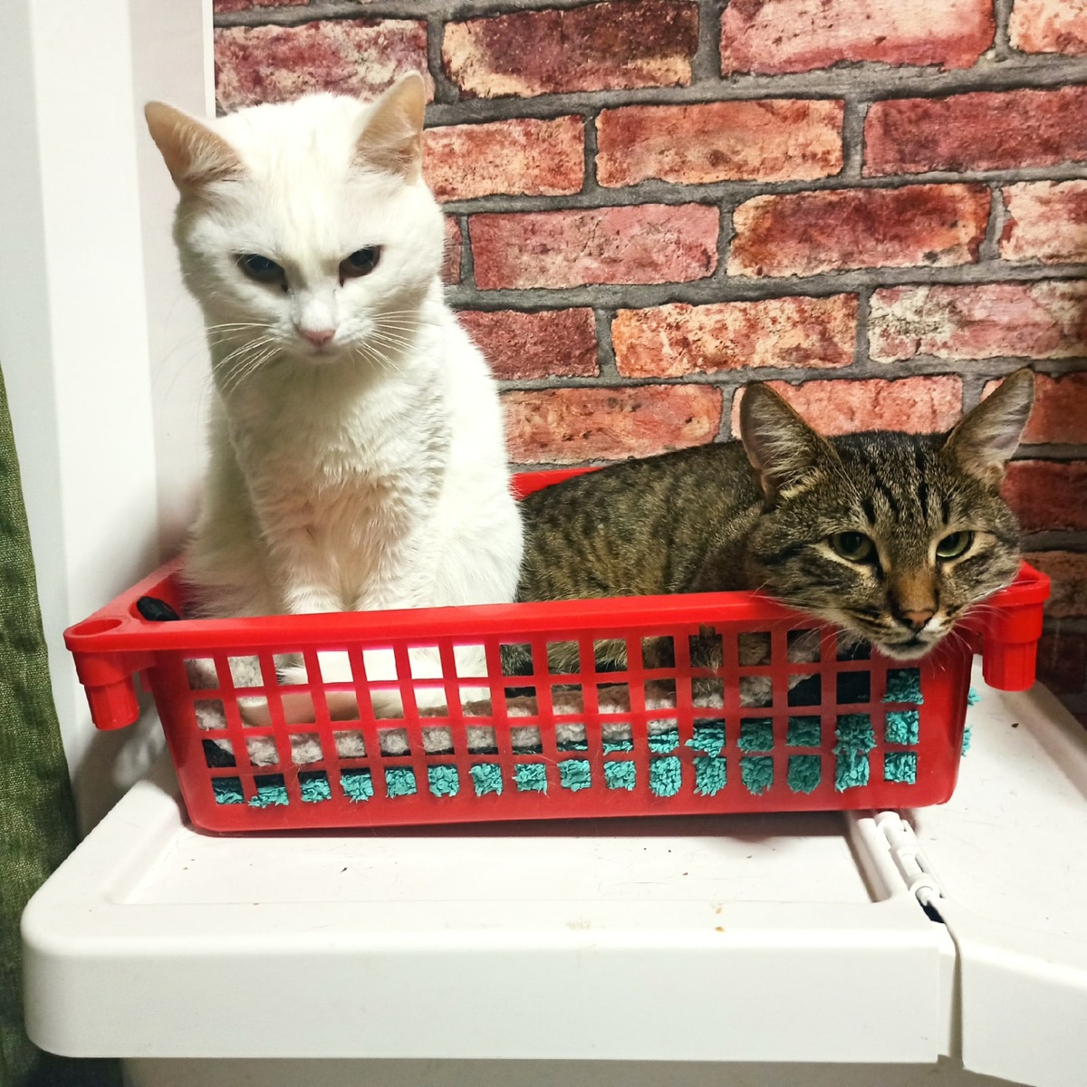 Как овощи мы на рынке пристройств...