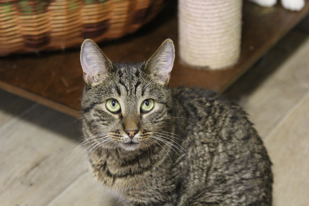 Он такой прикольный заяц!!!