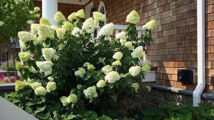 Limelight гортензия