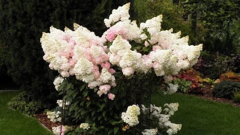 Vanille Fraise гортензия