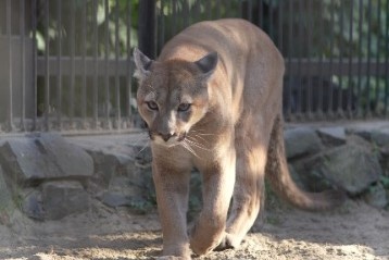    Фото: Новосибирский зоопарк