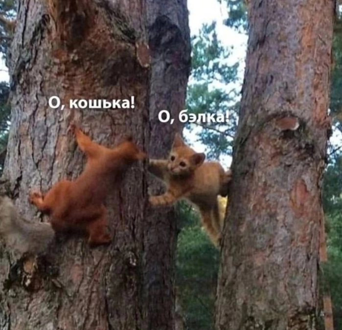 просто весёлая картинка из свободного доступа