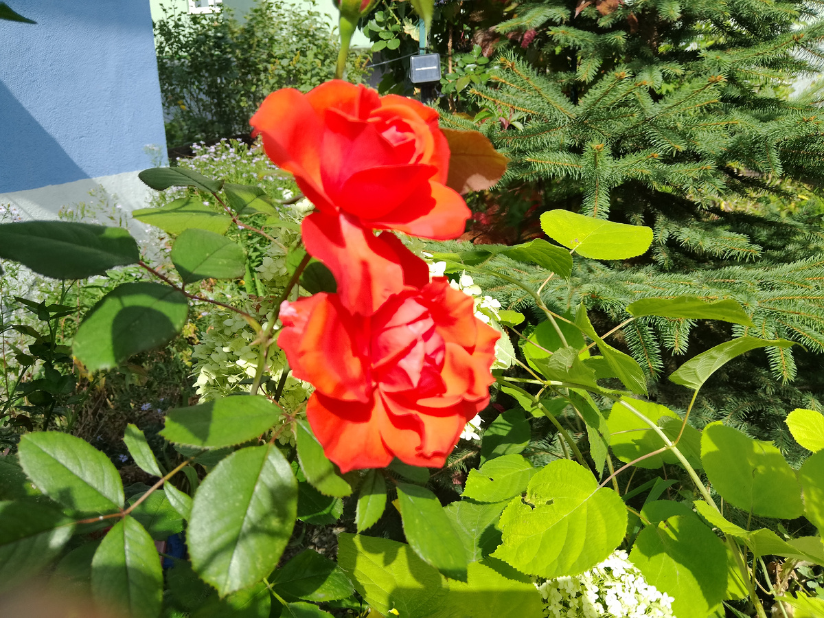 Фото автора, мои розы