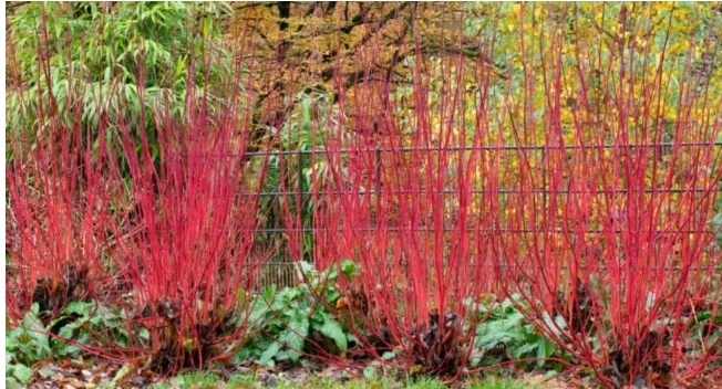 Фото из свободного источника