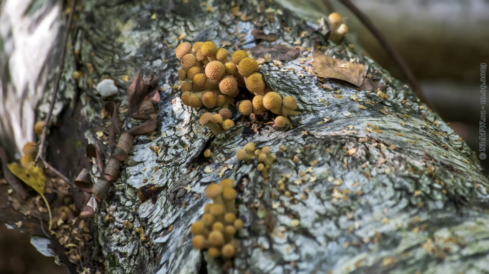 2. Опята на берёзовом бревне... © NickFW.ru — 10.09.2023г.