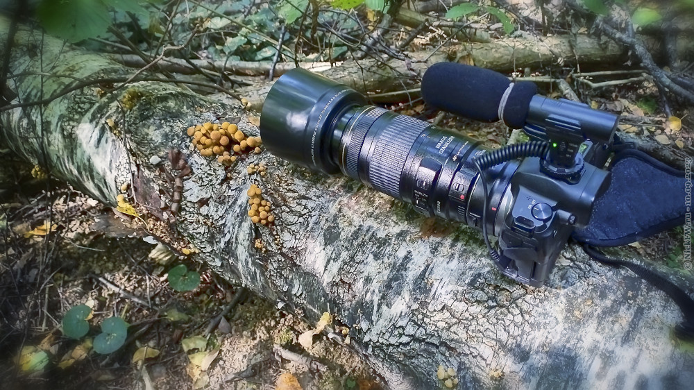 1. Опята и камера... © NickFW.ru — 10.09.2023г.