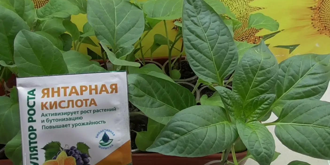 Янтарная кислота для домашних цветов: полезные свойства и как применять