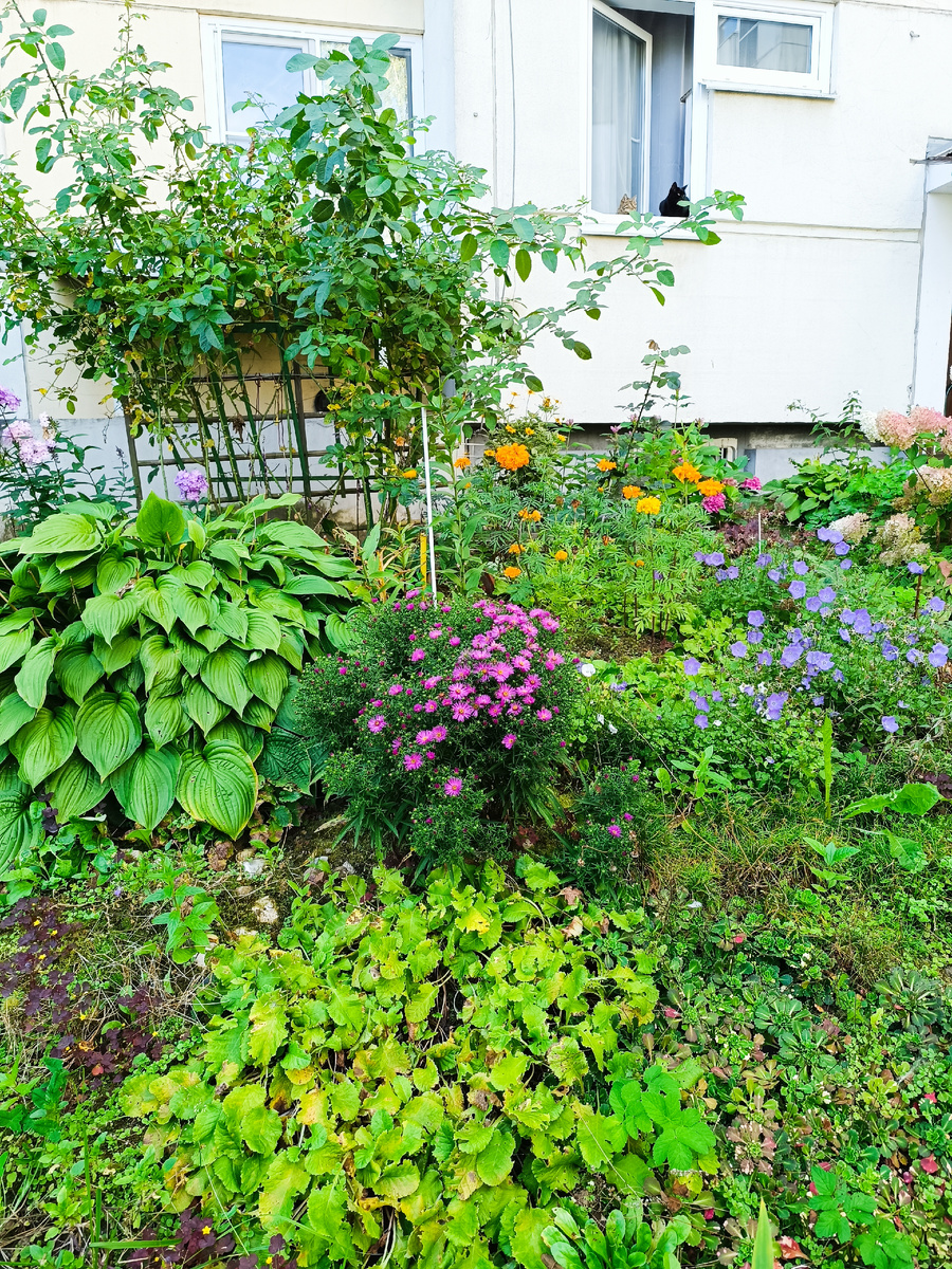 Коты такие прикольные на 1 эт. Они так вот всегда сидят вдвоём. 