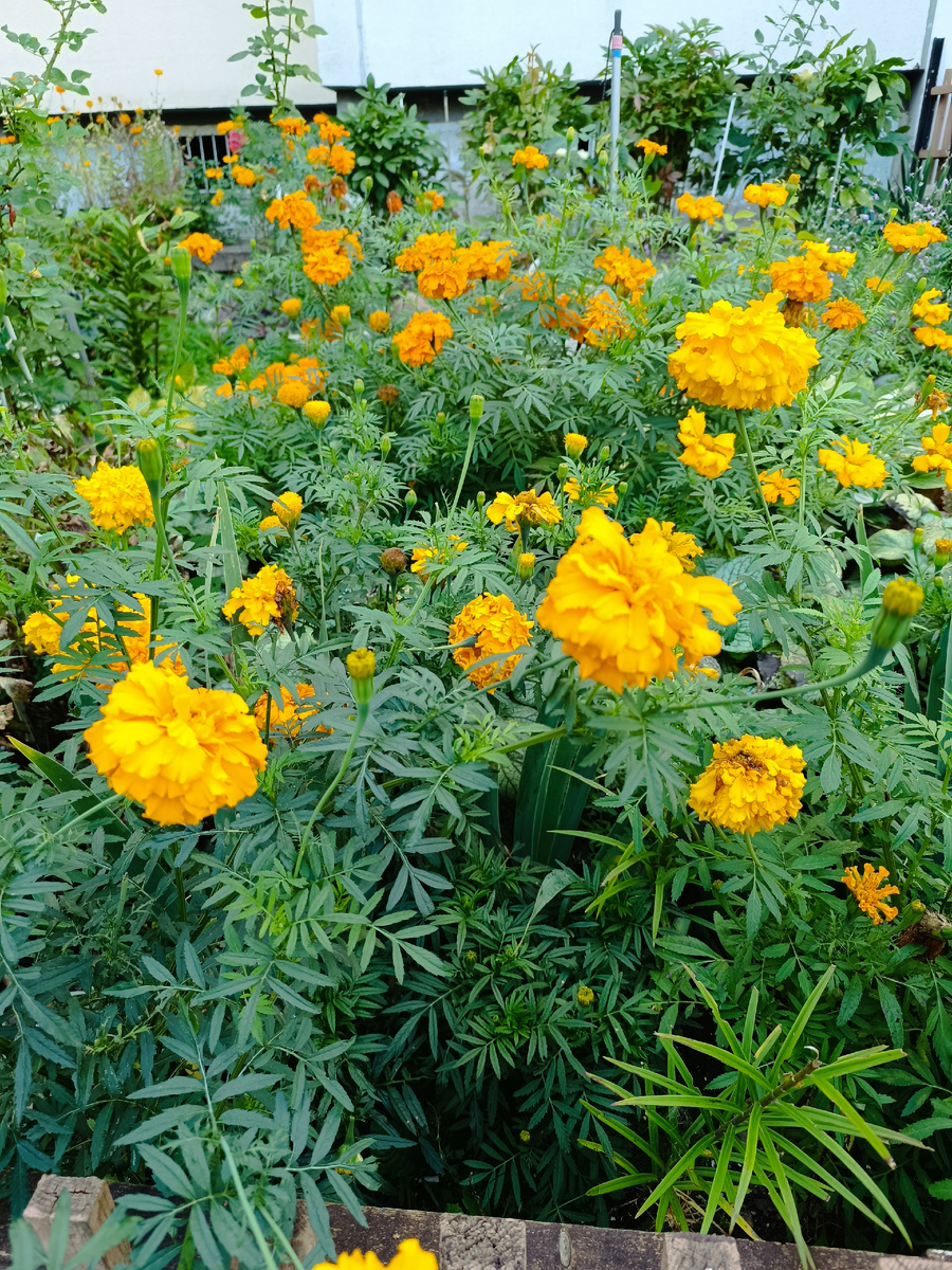 Прям золотое поле