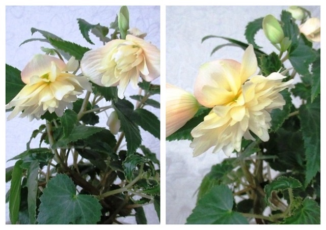 Бегония домашняя в горшке: Беллекония от черенка весной до цветущего кустика в сентябре