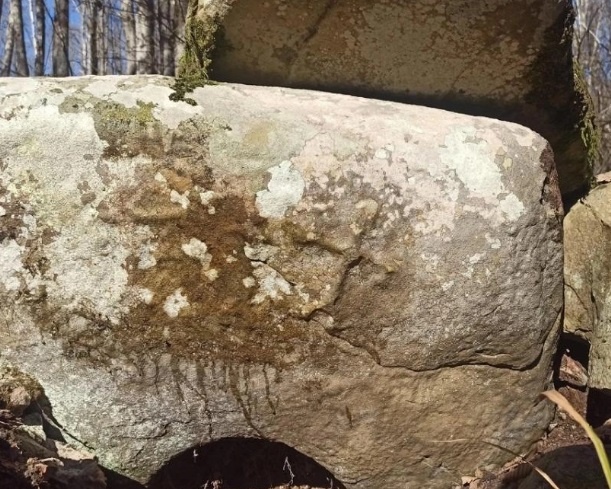    Фото: пресс-служба нацпарка в Сочи