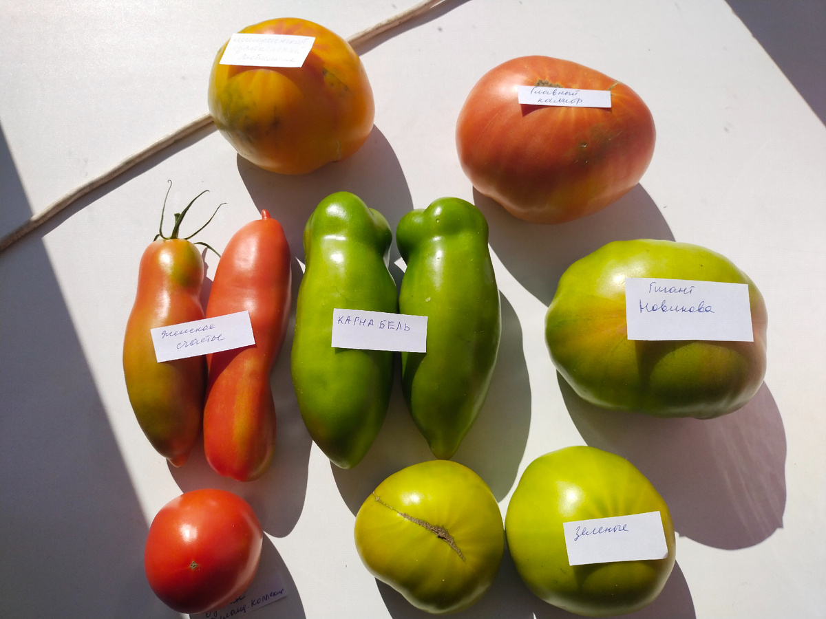 Я подписала их