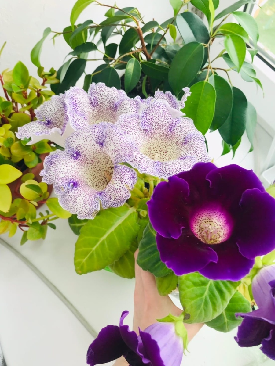 Глоксинии выращенные из семян