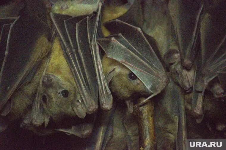 Переносчиками Солт-Галли являются летучие мыши
Фото: Алексей Баранов © URA.RU