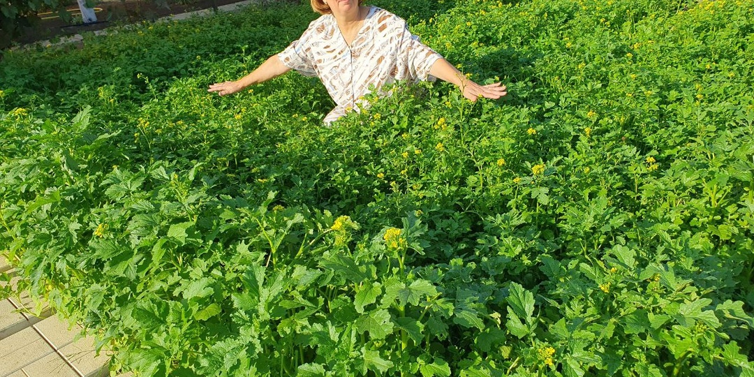 Перекапывать сидераты или нет? Наш эксперимент с сидератами оправдал наши ожидания