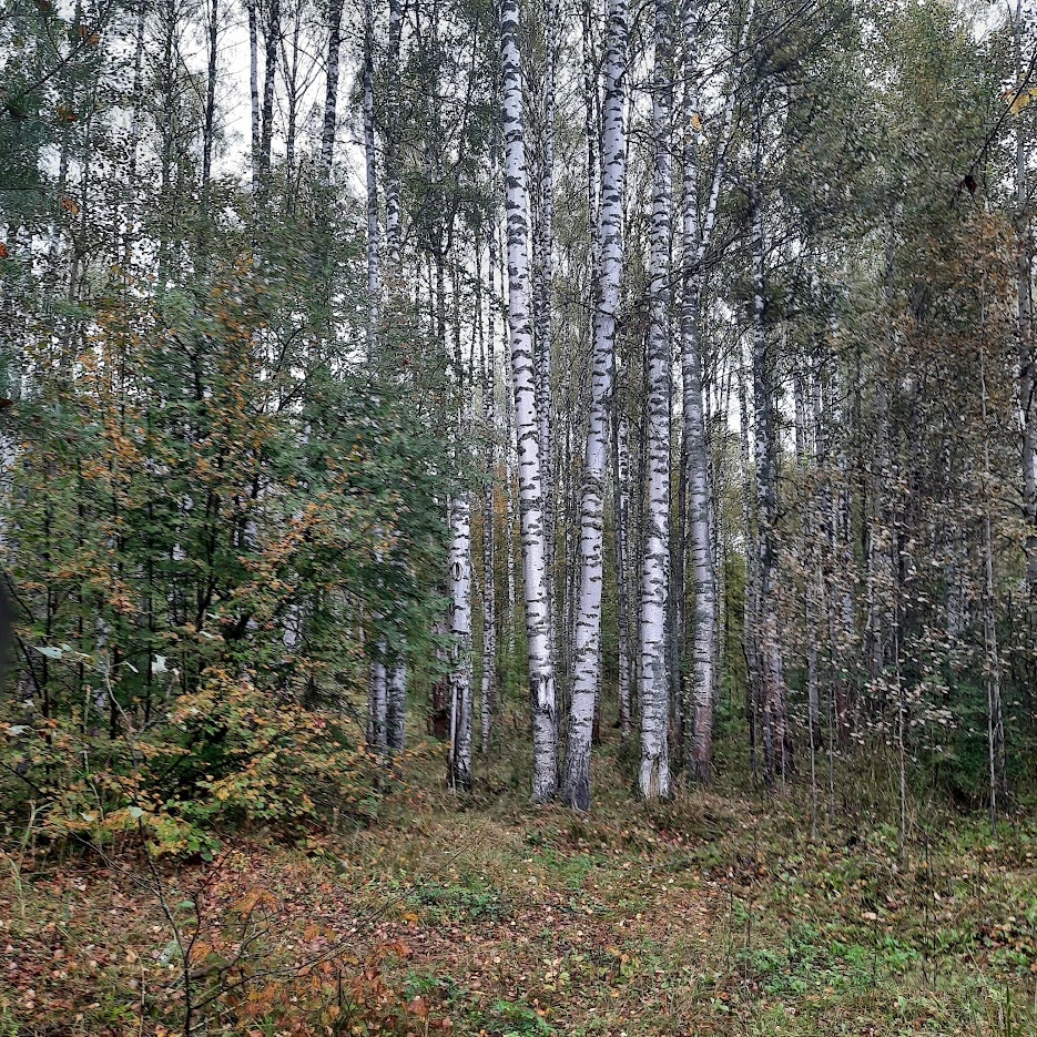 сентябрьский лес.