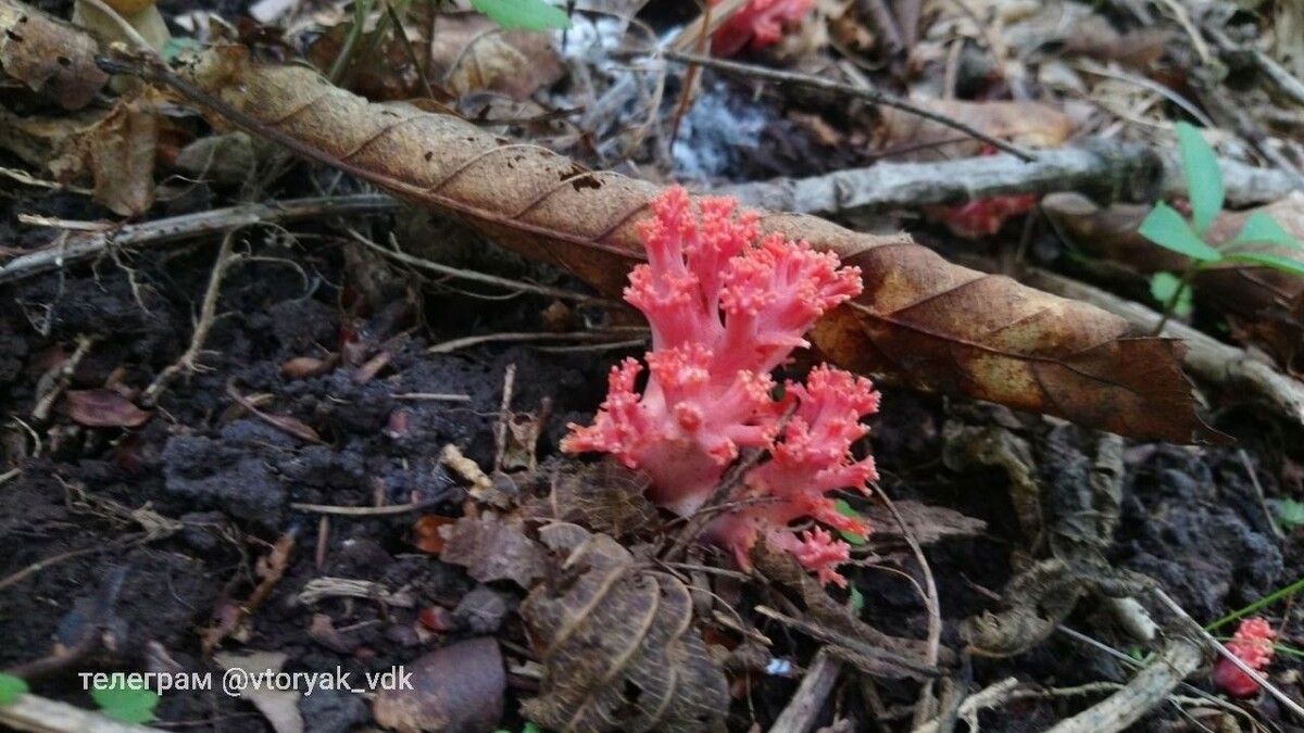     Источник: vtoryak.vdk